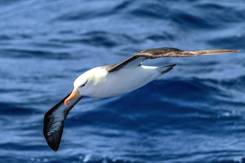 Browed-Eyes Albatros (Antarctica)